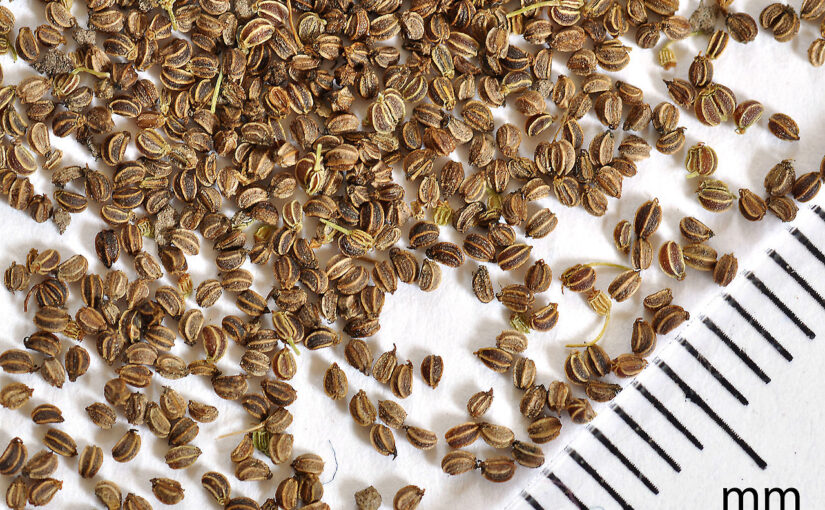 Celery Seed Essential Oil: The Earthy Tonic of Renewal