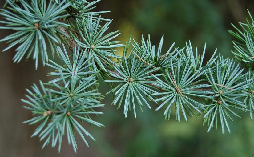 Cedarwood (Atlas) Essential Oil: The Timeless Moroccan Remedy