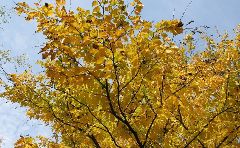 Birch Essential Oil: The Supportive Essence of Strength