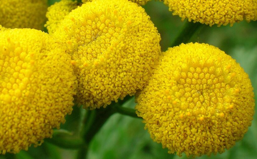 Blue Tansy Essential Oil: The Indigo Spark of Inspired Action