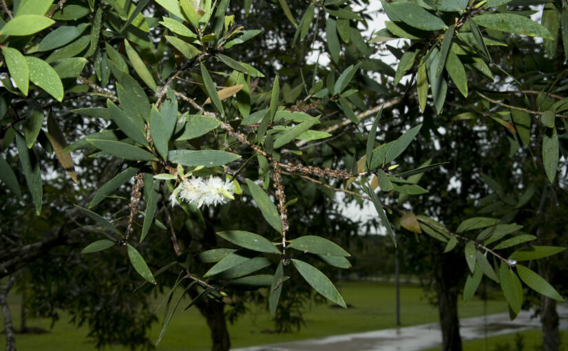 Cajuput Essential Oil: The Refreshing Healer
