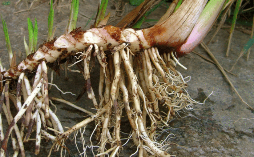 Calamus Root Essential Oil: The Sacred Essence of Clarity