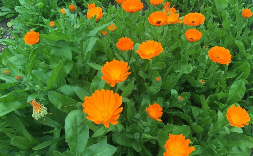 Calendula Essential Oil: The Golden Healer