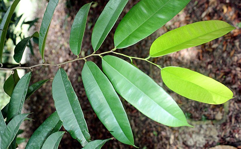 Camphor (Borneol) Essential Oil: The Ancient Tonic of Vitality