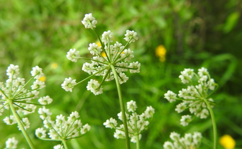 Caraway Seed Essential Oil: The Ancient Spice of Vitality