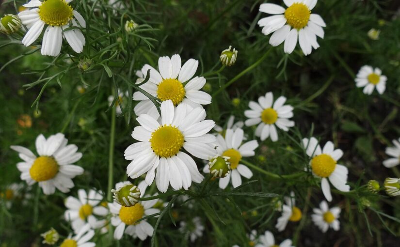 Chamomile (Roman) Essential Oil: The Oil of Spiritual Purpose