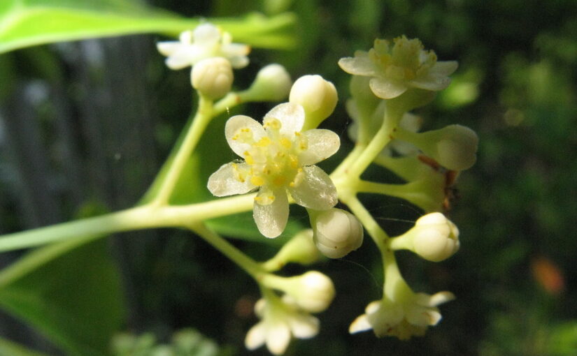Camphorwood (Ho Wood) Essential Oil: The Soothing Essence of Tranquility
