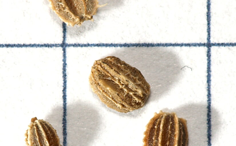 Carrot Seed Essential Oil: The Earthy Elixir of Renewal