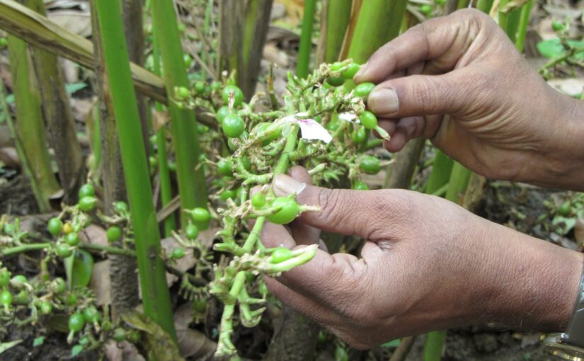 Cardamom Essential Oil: The Sweet Spice of Comfort