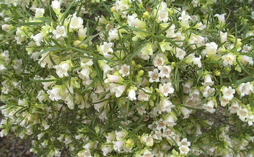Buddha Wood Essential Oil: The Grounding Essence of Serenity