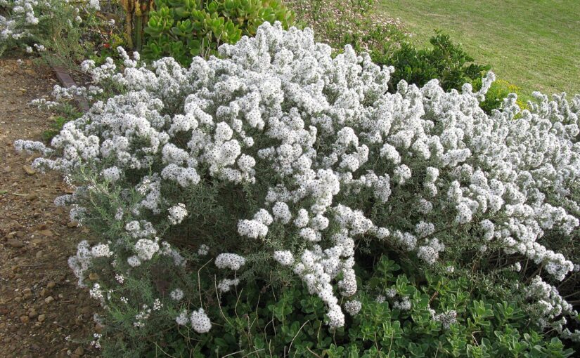 Cape Snowbush Essential Oil: The Floral Healer of the Cape