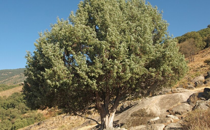 Cade Essential Oil: The Mediterranean Remedy for Resilience