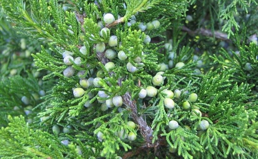 Cedarwood (Juniper) Essential Oil: The Grounding Embrace of Community