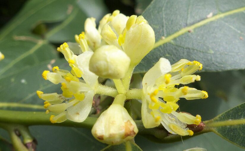 Bay Laurel Essential Oil: The Noble Elixir of Victory