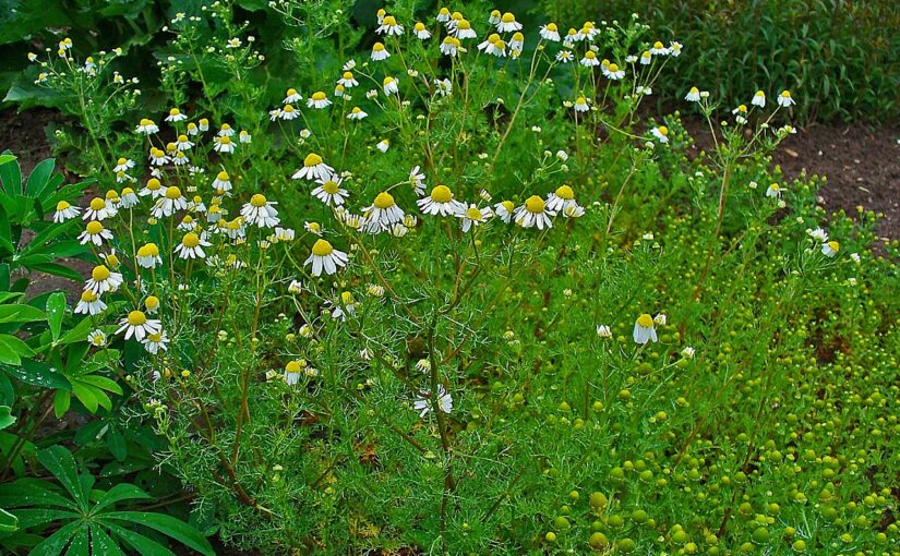 The Blue Jewel of Calm: German Chamomile Essential Oil