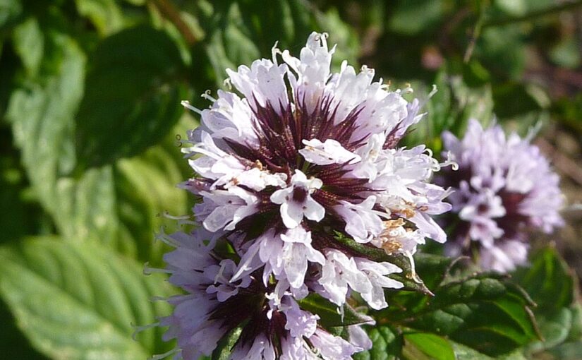 Bergamot Mint Essential Oil: The Radiant Soother