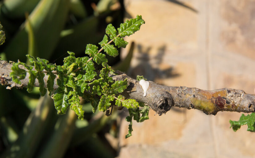 Discovering Omani Frankincense: A Journey Through History, Culture, and Aromatherapy