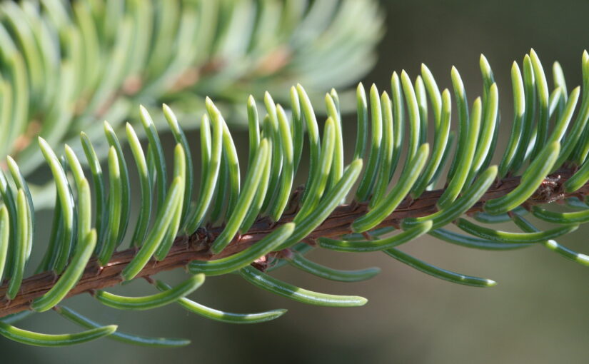 Black Spruce Essential Oil: The Grounding Essence of Vitality