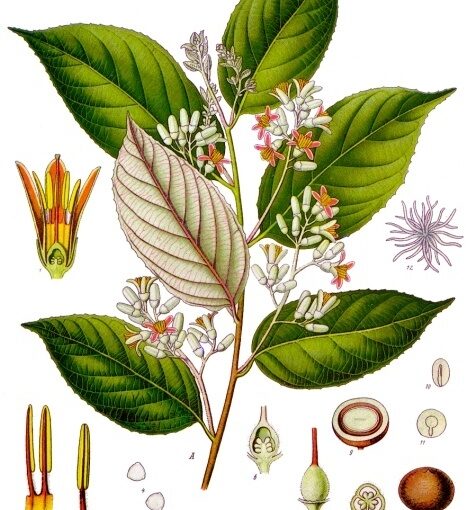 Benzoin Essential Oil: The Warm Embrace of Vanilla Bliss