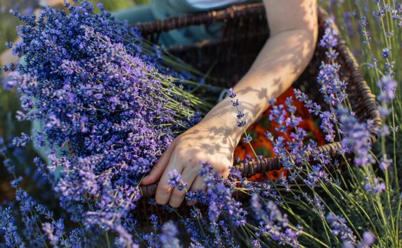 Essential Oils in the Garden: Growing in Harmony with Nature