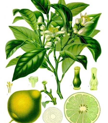 Bergamot Essential Oil: The Uplifting Essence of Self-Acceptance