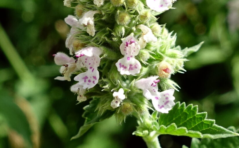 Catnip Essential Oil: The Minty Muse of Serenity