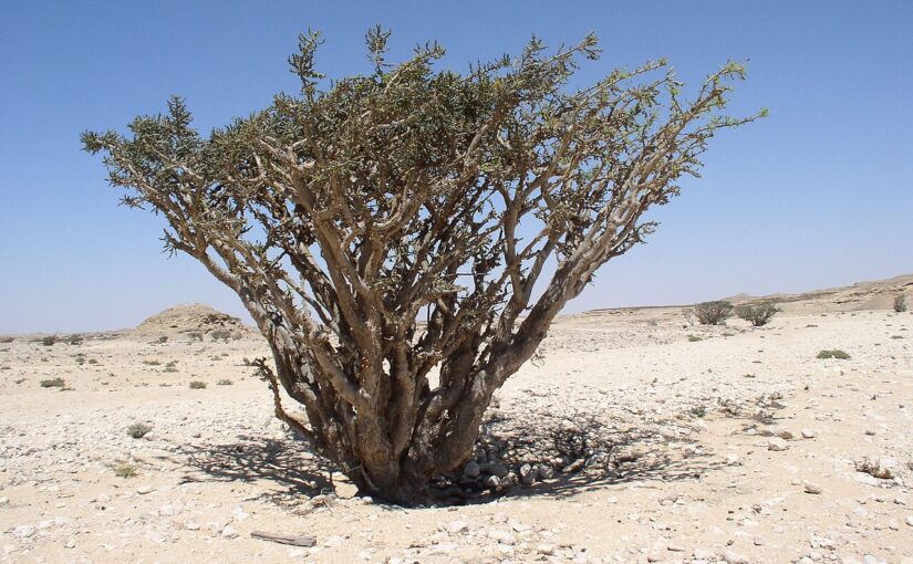 Frankincense Essential Oil: The Sacred Oil of Truth