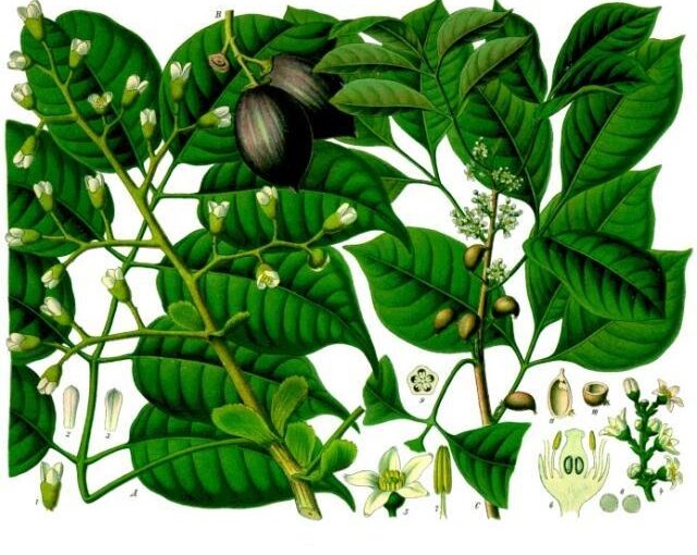 Elemi Essential Oil: The Luminous Resin of Renewal