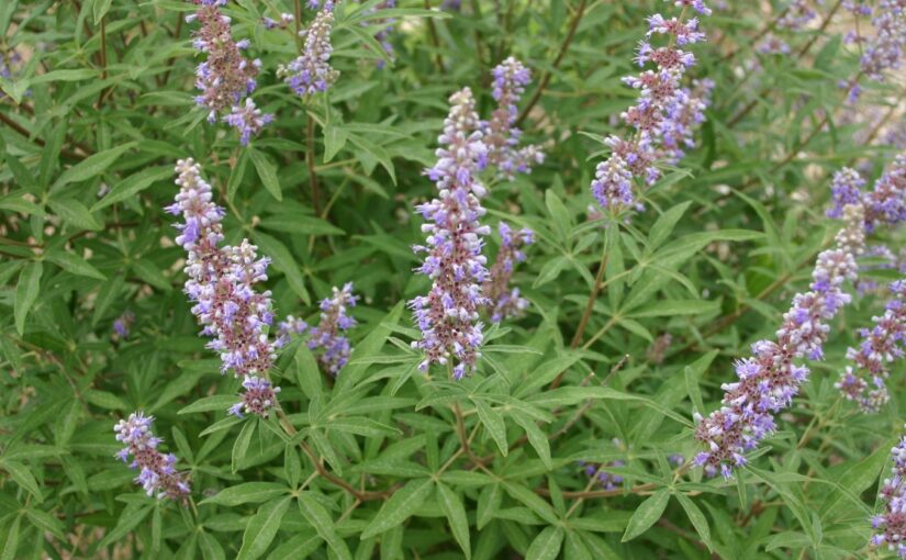 Chaste Tree Essential Oil: The Harmonizing Whisper of Balance