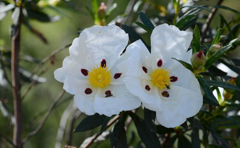 Cistus Essential Oil: The Resinous Balm of Ancient Healing
