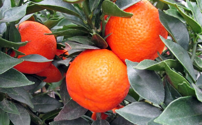 Clementine Essential Oil: The Joyful Citrus Remedy