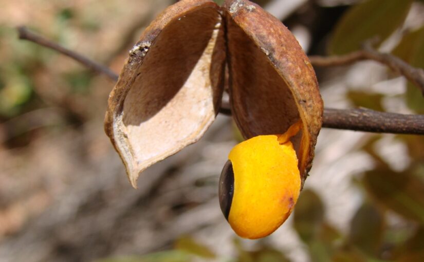 Copaiba Essential Oil: The Amazon’s Healing Balsam