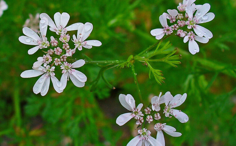 Coriander Seed Essential Oil: The Spicy Spark of Self-Loyalty