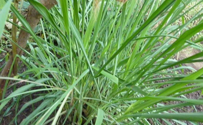 Citronella Essential Oil: The Lemony Shield of Protection