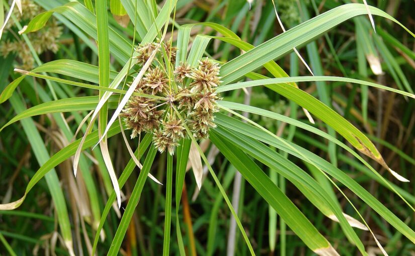 Cypriol Essential Oil: The Earthy Anchor of Ayurveda