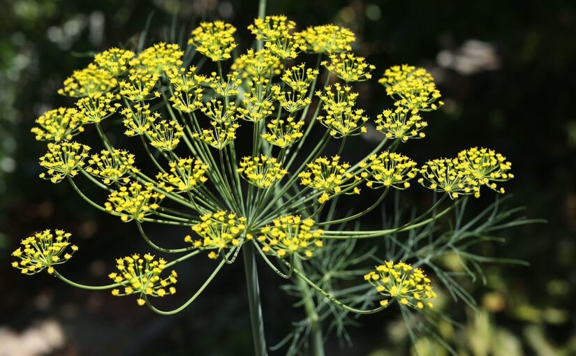 Dill Essential Oil: The Soothing Scent of Comfort
