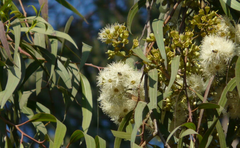 Eucalyptus Essential Oil: The Breath of Australian Vitality