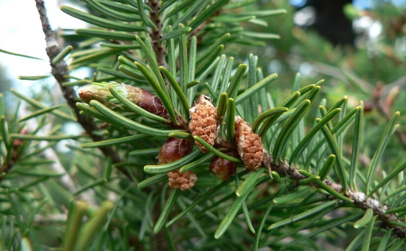 Douglas Fir Essential Oil: The Crisp Breath of the Forest