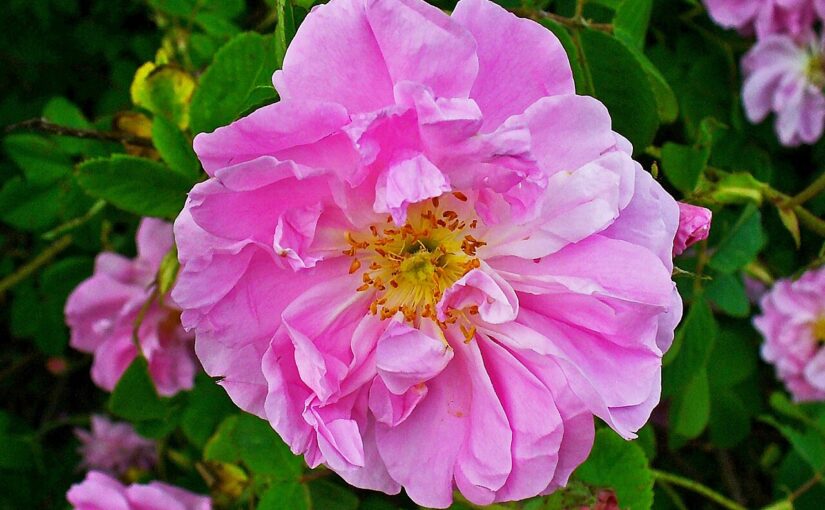 Damask Rose Essential Oil: The Fragrant Elixir of Love