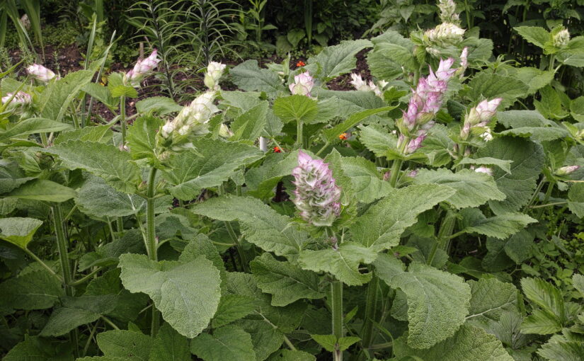 Clary Sage Essential Oil: The Floral Elixir of Clarity & Vision