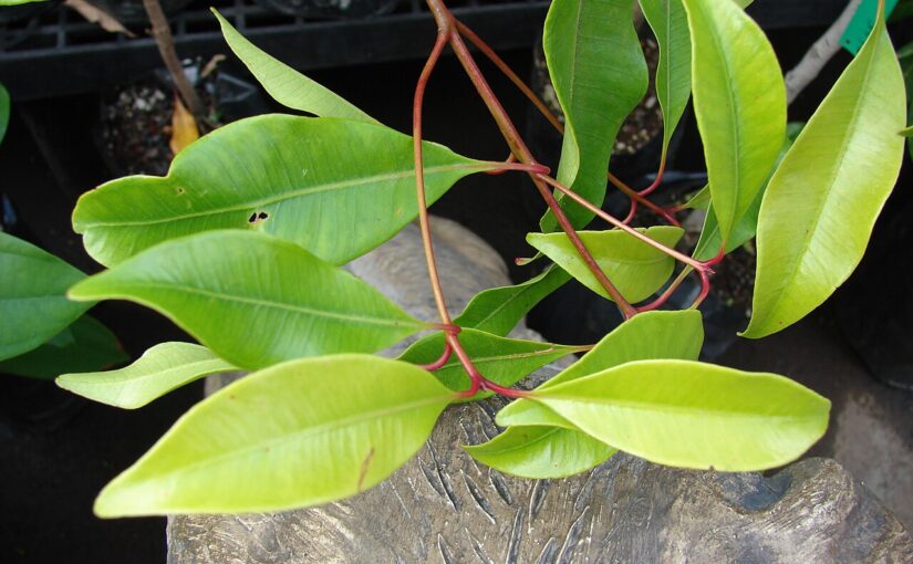 Clove Bud Essential Oil: The Spicy Flame of Resilience