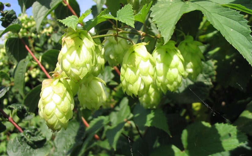 Hops Essential Oil: The Soothing Brew of Rest