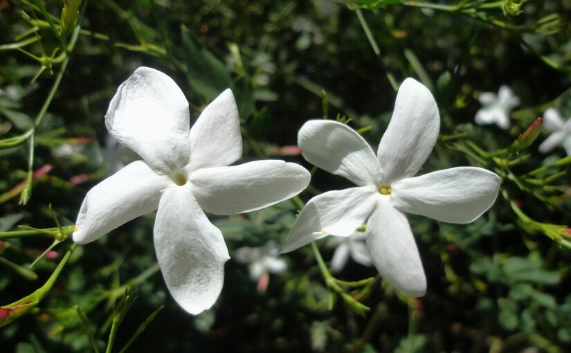 Jasmine Essential Oil: The Queen of Fragrance