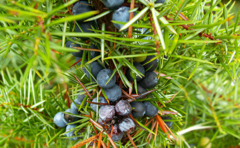 Juniper Berry Essential Oil: The Purifier of Body and Spirit