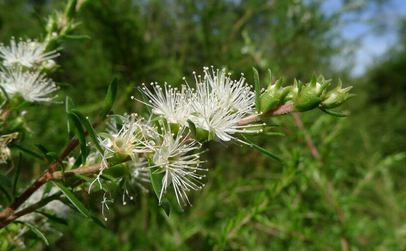 Kunzea Essential Oil: Tasmania’s Healing Treasure