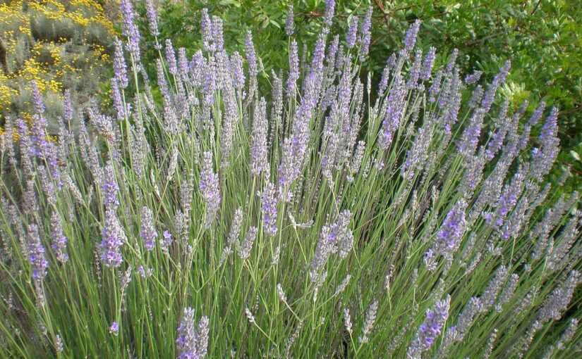 Lavandin Essential Oil: The Vibrant Hybrid of Lavender