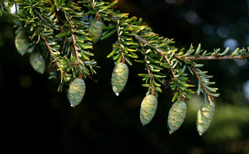 Hemlock Essential Oil: The Coniferous Breath of Vitality