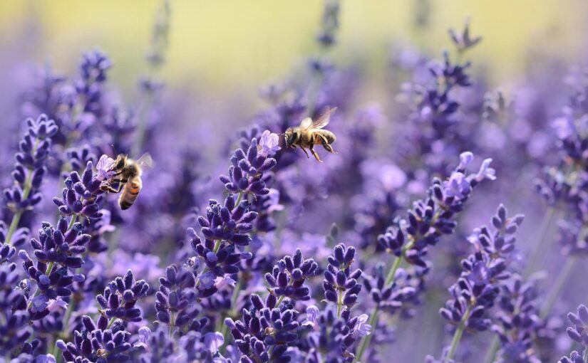 Lavender Essential Oil: The Soothing Balm of Serenity